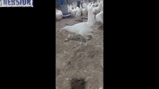 مرغ و خروس و جوجه محلی