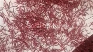 فروش زعفران در تیرماه و مرداد ۱۴۰۲