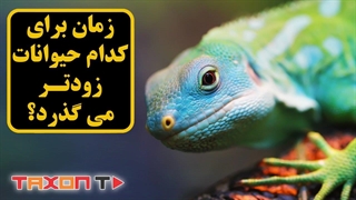 زمان برای کدام یک از حیوانات زودتر می گذرد ؟