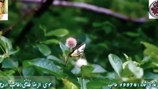 شعر چشم مست و مستور یار از اشعار محبوب طالب آذربایجانی با آوای ماندگار شاعر