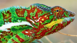 رنگ عوض کردن زیبای آفتاب پرست