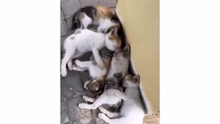 کیا بیدارن؟(=