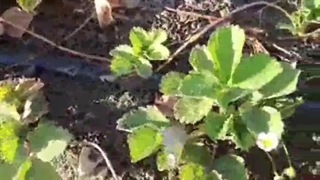 استفاده از پروبیوتیک در نشاکاری توت فرنگی در ایران