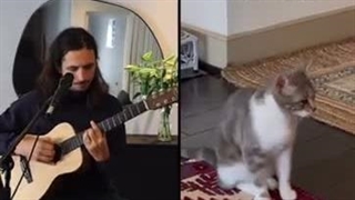 یه میکس موزیکال باحال با صدای گربه