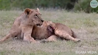 بدترین شکست شیر از سایر حیوانات وحشی