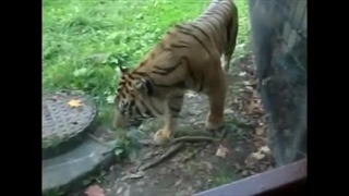 Tiger Walking (Slow Motion Animation Reference)