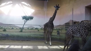 Giraffe Walking (Slow Motion Animation Reference)