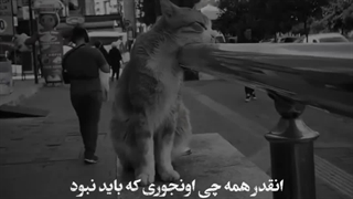 منم همینطور گربه :(