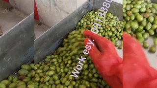 ابغوره و اب انگور گیری۰۹۱۳۸۸۰۳۱۰۱