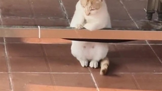 چقد گوگولوعههه