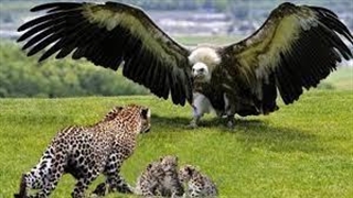 تصاویری از حملات عقاب به حیوانات مختلف