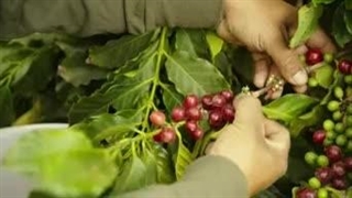 فروش قهوه فروشی