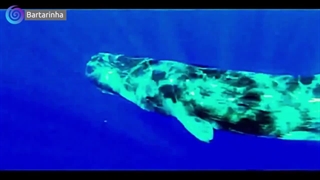 عجیب ترین موجوداتی که در دریاها و اعماق اقیانوس ها دیده میشن