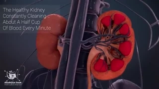 چگونه ادرار در بدن تولید می شود؟ کلیه، نفرون، عملکرد مثانه|آناتومی سیستم ادراری