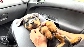 راهکاری برای آموزش جای دستشویی برای تمام سگها