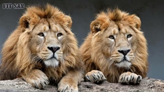 قدرت شیر نر بیشتر است یا شیر ماده ؟