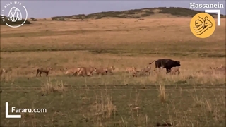 مبارزه گاومیش نر با 15 تا شیر و 3 اسب آبی داخل آب گودال حوض