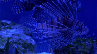 ویدیویی زیبا