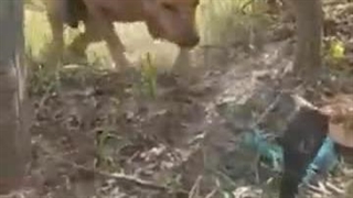 حمله مار کبرا هندی به سگ ولگرد