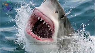 هشت تا از بزرگترین کوسه ها در تاریخ