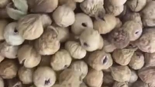 خرید و قیمت انجیر سایز aa صدیک دار درجه یک سایت انجیرتک