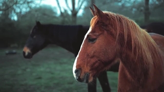 اسب های وحشی شگفت انگیز در حال دویدن