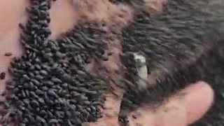 تخم شربتی سورت لیزر