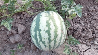 هندوانه محلی شیرین و پر آب و لذیذ