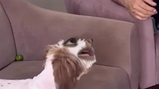 هنوزم دوربین نامرئی