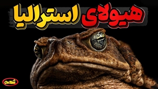 وزغ نیشکرمهمانی ناخوشایند دراسترالیا