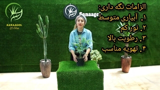 روش نگهداری شمادورا |سانا گل