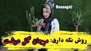روش نگه داری گیاه آپارتمانی مرجان گل درشت: کود مناسب، خاک مناسب گیاه، روش آبیاری