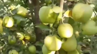باردهی نهال سیب سفید فرانسه