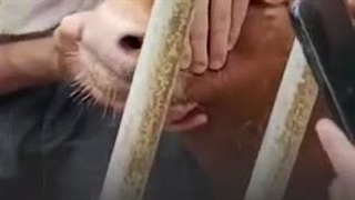 الخطر یقترب من الأقصى أکثر.. مستوطنون یشترون 5 بقرات حمراء لإطلاق طقوس "بناء الهیکل المزعوم"..