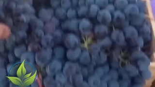 انگور سیاه سردشت نهال باما