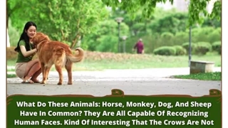 Unveiling The Animal Kingdom's Surprising Human Face Recognizers