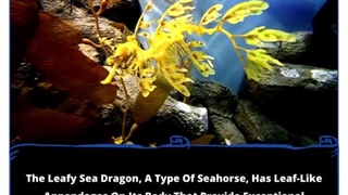 The Leafy Sea Dragons: Nature's Enigmatic Illusionists