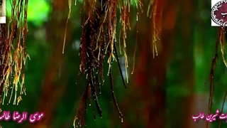 بازی عاشقانه در اشعار کمان ابرو | غزل رنگارنگ با رنگ غزل تقدیر پیروز از اشعار استاد غزل موسی الرضا طالب