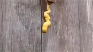 عسل نه مدفوع است نه استفراغ زنبور !