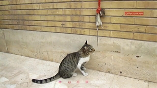 این موش بزرگ رو آقاخان، گربه‌ی قلدر من شکار کرده