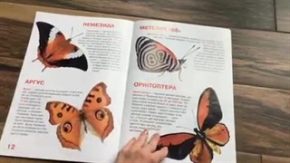 Гортаємо книгу "Велика книга Метелики"