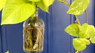 روش نحوه آموزش بهترین تعویض ساخت گلدون گلدان شیشه ای با وسایل دورریختنی گل و گیاه گیاهان آپارتمانی