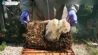 "آموزش زنبورداری: چگونه مانع ملکه را به کندو اضافه کنیم؟"