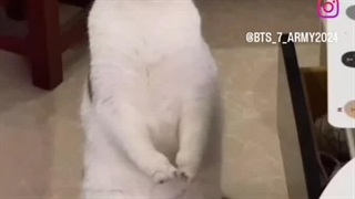 شوگا ...... پیشی....:)